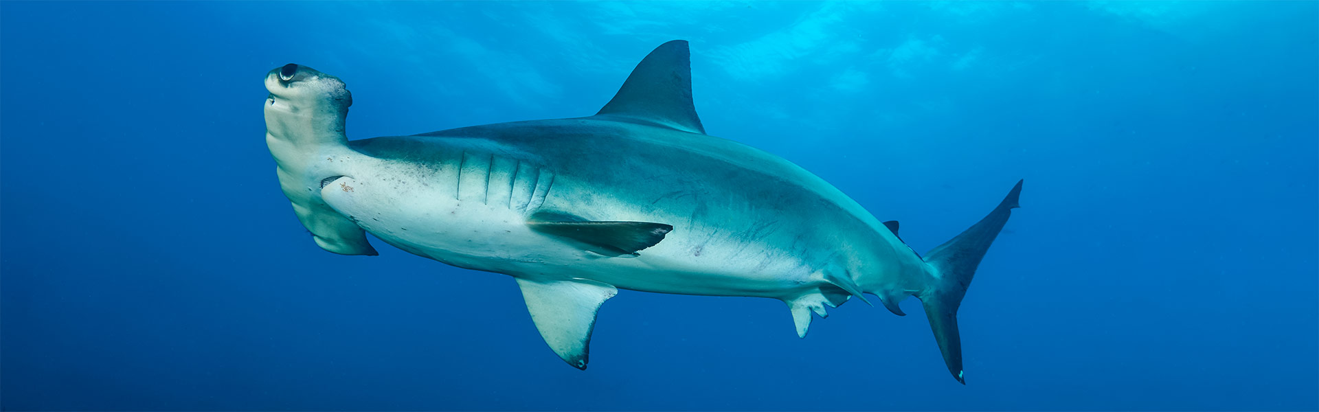 Scalloped Hammerhead